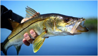 Nama Nama Ikan Laut Dangkal SNOOK ( CENTROPOMUS UNDECIMALIS )