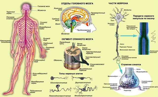 tsentralnaya-nervnaya-sistema