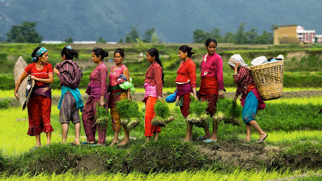 Nepal Paddy Day Asar 15