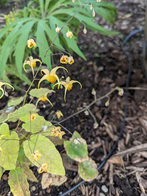 Amber Queen Epimedium Yellow Flowers Jester Hat