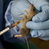 Doctor dies of Lassa fever in Taraba