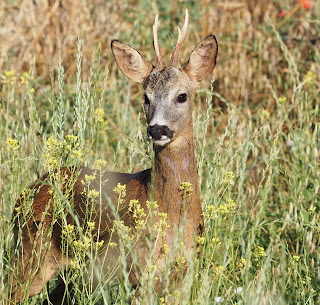 fauna alquezar. rutas alquezar sierra de guara