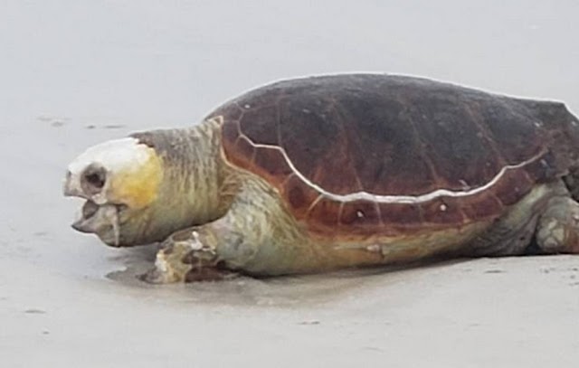 Tartaruga de 40 kg é encontrada morta em praia de Cabo Frio