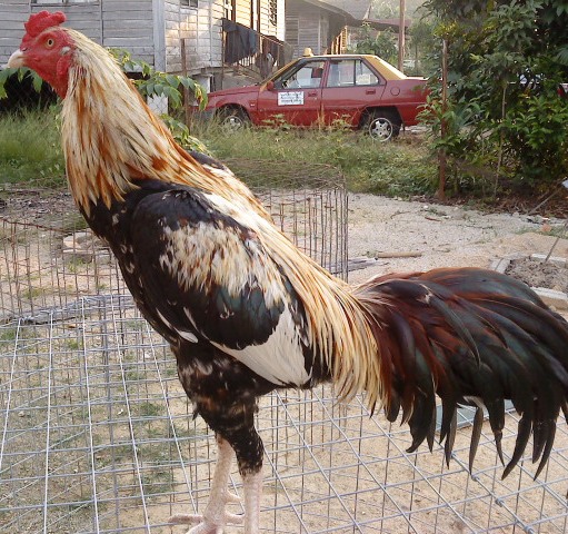 71 Gambar Ayam  Wido  Juara Terbaik Infobaru