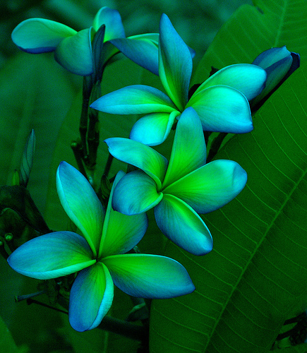 3 types of flowers Blue and Green Plumerias | 435 x 500