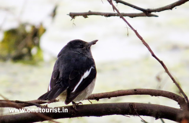 keoladeo  national park bharatpur birds image 