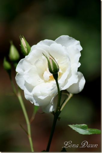 Rose_Iceberg_June3