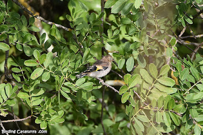 Cadernera (Carduelis carduelis)