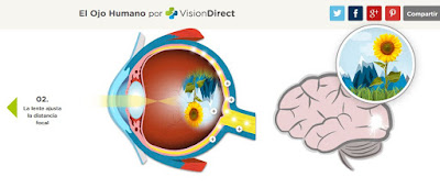 http://www.visiondirect.es/ojo-humano