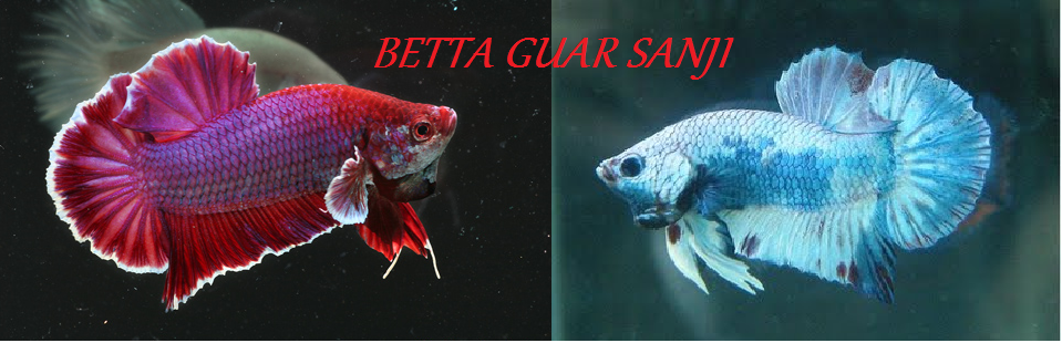 BETTA GUAR SANJI: CARA PEMBIAKAN IKAN LAGA