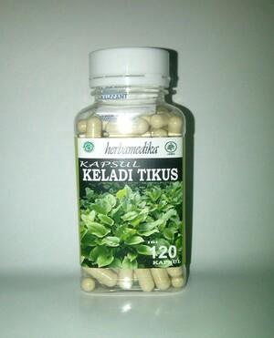 Keladi tikus obat herbal kanker dan tumor