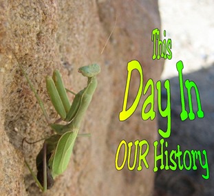 DIH - Mantis