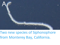 https://sciencythoughts.blogspot.com/2013/10/two-new-species-of-siphonophore-from.html