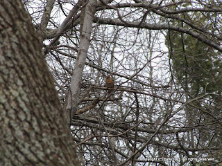 Northern Cardinal, Female