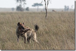 Spotted Hyena
