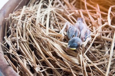 Java Sparrow Diseases