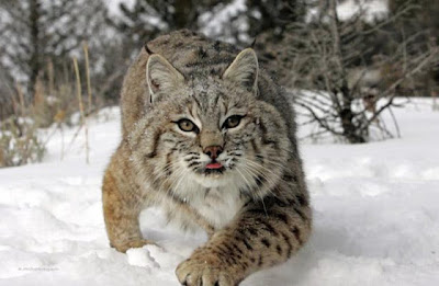 Stunning Close Up Photography Of Wild Animal Seen On www.coolpicturegallery.us