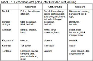 Struktur dan Fungsi Jaringan  Otot Pada Hewan  Fungsi dan Info