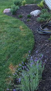 clean mulch bed edge