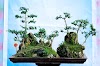 Ciri-ciri tanaman Bonsai Sancang