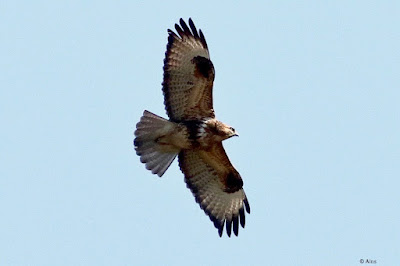 Common Buzzard - winter visitor