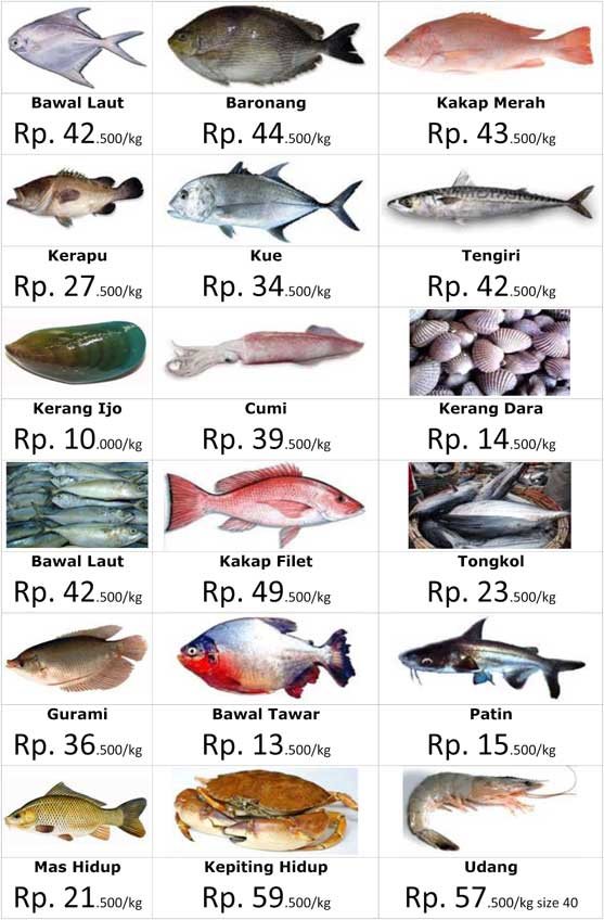 Bakoel Ikan: Jenis & Harga Ikan