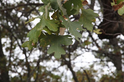 bur oak, late October