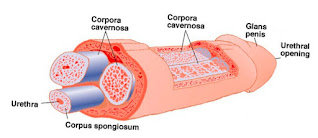 Anatomy of a Penis