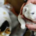 GATA DÁ À LUZ FILHOTE COM CARA DE CACHORRO