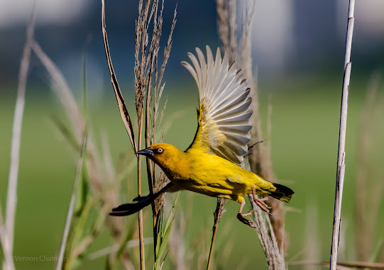 Canon EOS 7D Mark II / 400mm Lens - Table Bay Reserve / Woodbridge Island