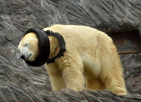 Polar bear playing with used tire (9 pics), cute polar bear picture, zoo polar bears, funny polar bears