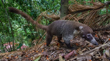 LOS ANIMALES SON PODEROSOS ALIADOS PARA REFORESTAR, REVELA ESTUDIO