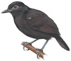 Akletos melanoceps