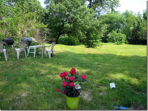 Mom's Roses05-19-13a