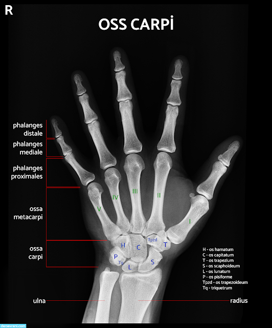 trapezium scaphoid trepezoid capitate lunate hamate triquetrum psiform phalanges proximales phalanges mediale phalanges distales