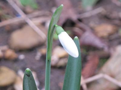 New life springing up