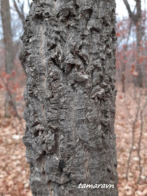 Бархат амурский (Phellodendron amurense)