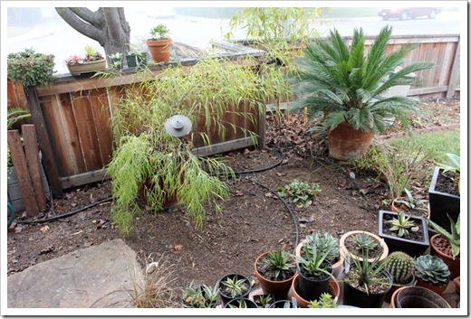 110123_front_porch_succ_area