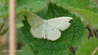 Scopula (Calothysanis) immutata DSC165582