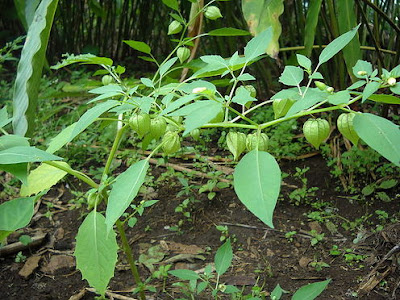 Buah Ciplukan