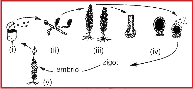 Contoh Hewan Dari 8 Filum Invertebrata - Contoh 193