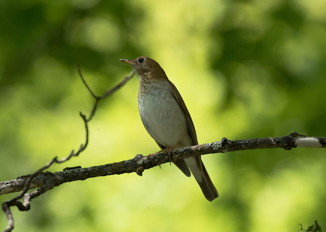 Veery - Hulbert Bog, Michigan, USA