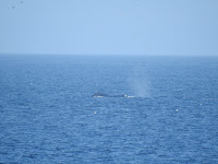 Two orca whales in the distance swimming the Juan de Fuca Striaght.