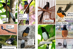 Cara Ternak Burung Murai Kerikil Secara Poligami