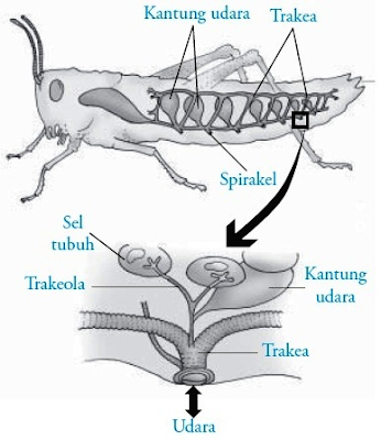 Pernapasan serangga