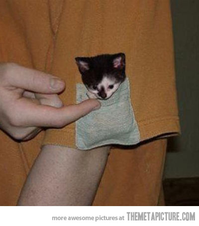 pocket kitty