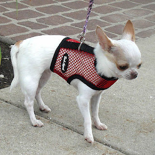 White Chihuahua in the Net Wrap-N-Go harness