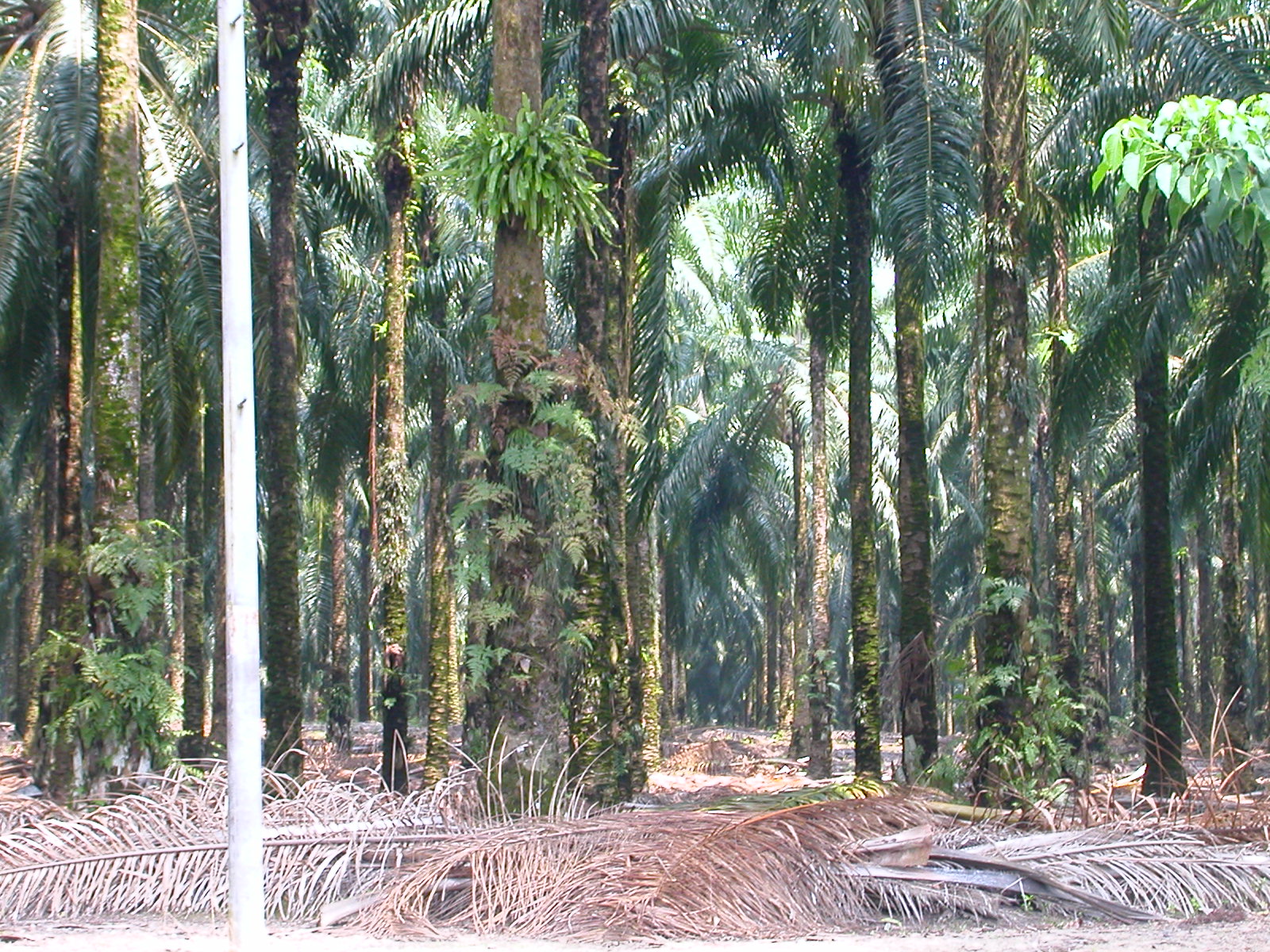 Hamirdin: POKOK AJAIB BERBUAHKAN DUIT