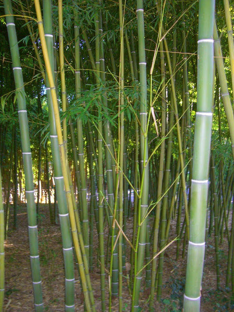 Bamboo And Shibas3
