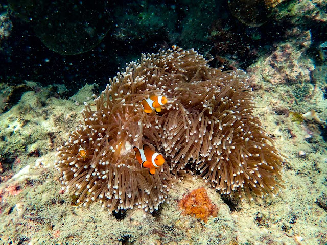 Snorkeling-Koh-Ngai